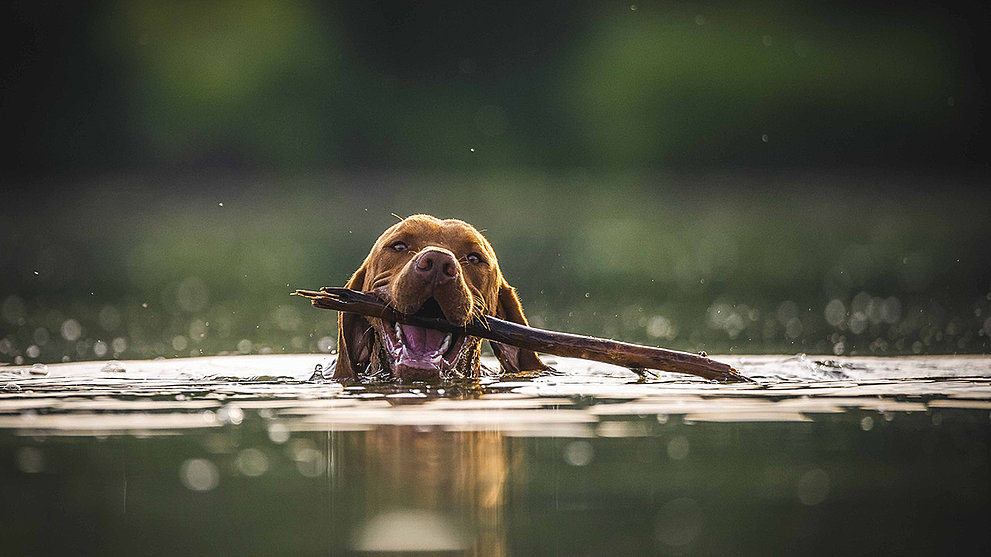 Wenn das Wasser bis zum Hals steht