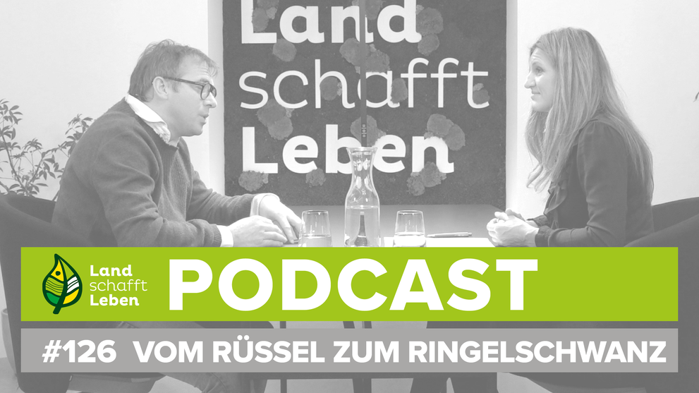 Podcast: Vom Rüssel zum Ringelschwanz