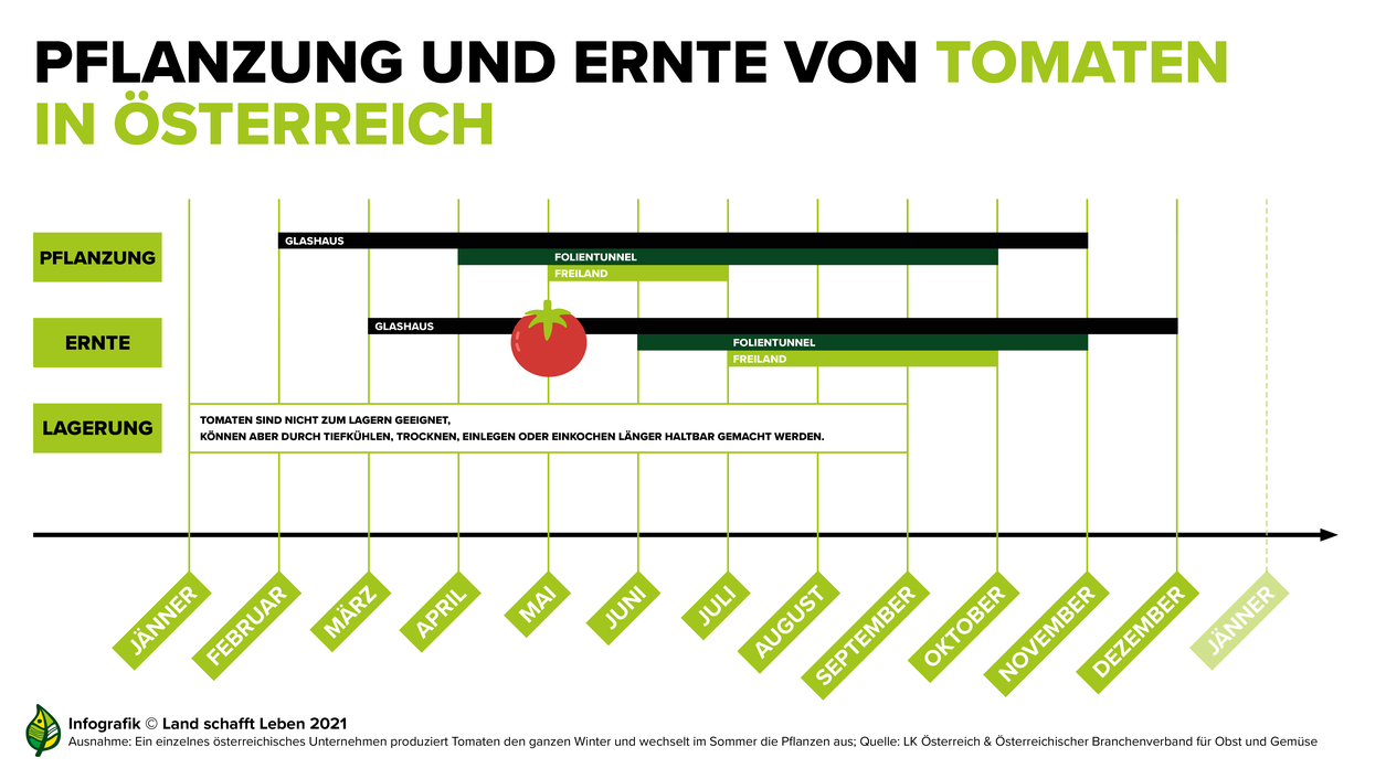 Infografik: Tomaten-Saisonkalender