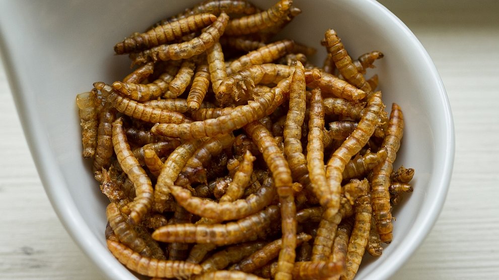 Fakten zum Insekten-Essen