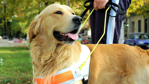 Assistenzhund mit Kennzeichnung am Brustgeschirr