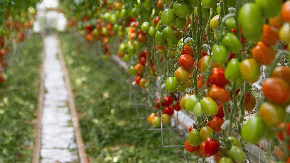 Klimafreundlich einkaufen: Von der Tomate im Winter